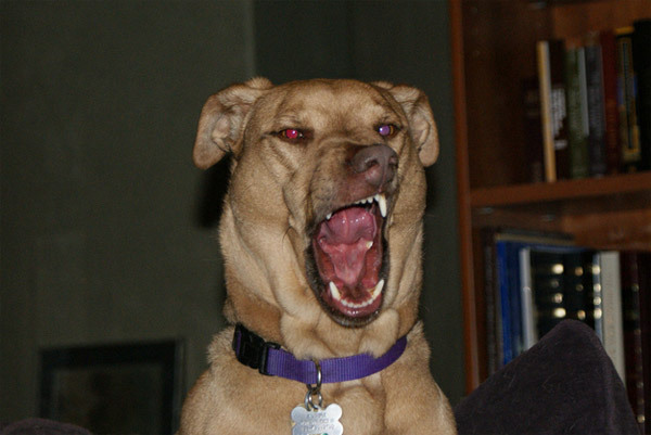 tastefullyoffensive:  Dogs About to Sneeze [via]Previously: Cats About to Sneeze