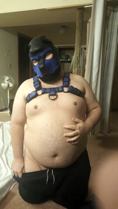 kimatiger:Was at my friend’s house the other night and got to try on his pup gear. The hood is a bit small for my large head but the harness fits perfectly!