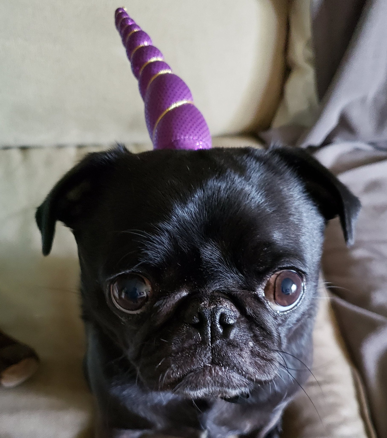 imma magikal unicorn