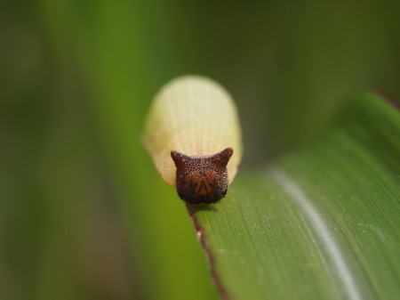 princess-peachie: kawaiigoods: odditiesoflife: The “Hello Kitty” Caterpillar This is the