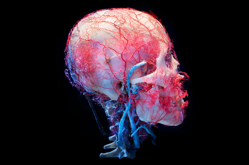 The New Cruelty - James Bareham&ldquo;&hellip;a series of still-life images of preserved human skull