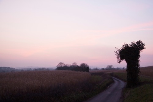 XXX harmattic: Miscanthus fields  {Somerset} photo