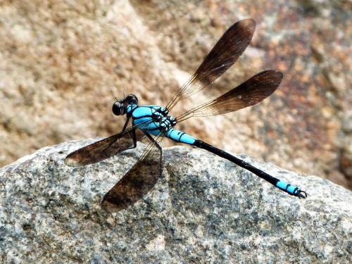 Beautiful Dragonfly at Crystal Creek, Townsville. Queensland. Photographer: Melanie Wood