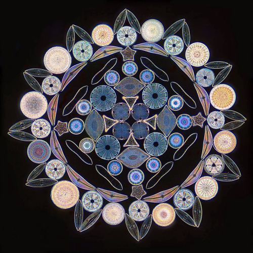 staceythinx: Klaus Kemp makes these beautiful arrangements out of microscopic diatoms. You can lear