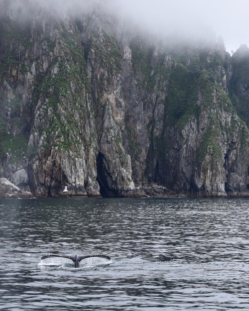One of many wonderful moments from our tour through Kenai Fjords National Park. @kenaifjordstours @k