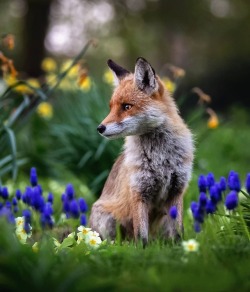 everythingfox:  Forest Fox Ossi Saarinen