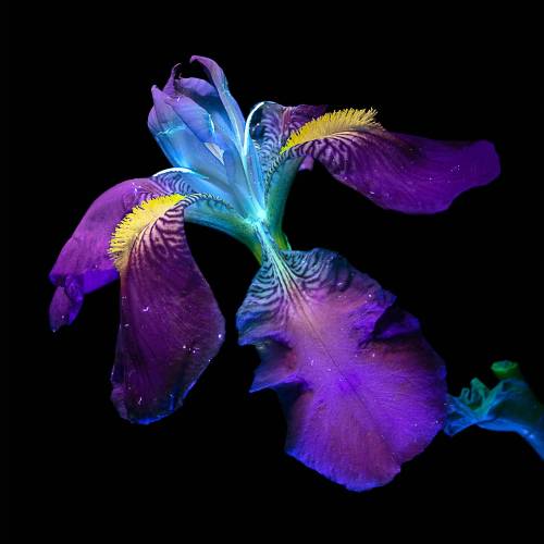 legendary-scholar:    Bathed in Ultraviolet Light, Single Flowers Glow with Radiant, Saturated Color  