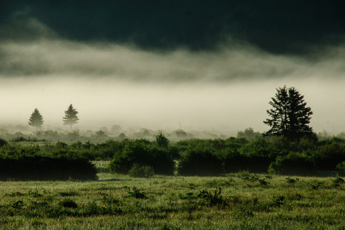 Porn mistymorningme:Buffalo in the mist, Yellowstone photos