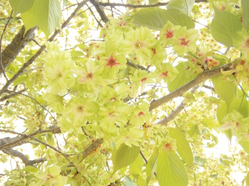 八重桜