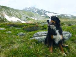 awwww-cute:  Bumped into this beautiful boy on a Swiss mountain 