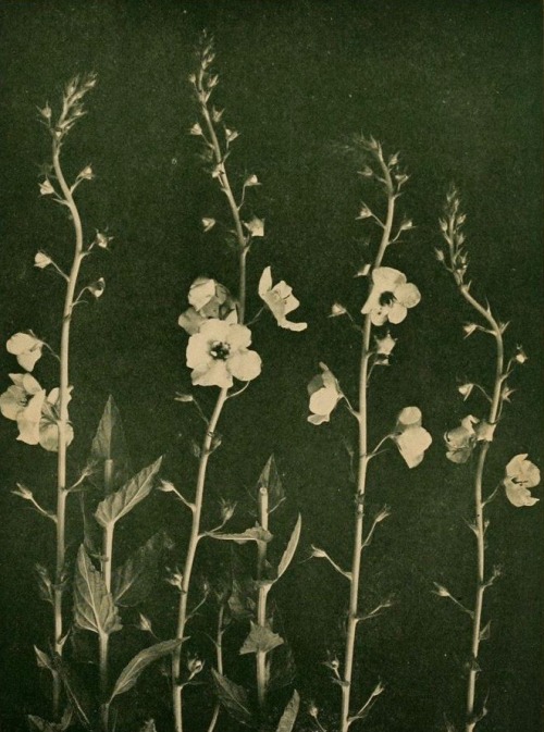 nemfrog:Moth mullein. The Flower-Finder. 1914.
