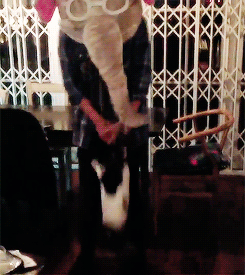 stylin-library:  Harry vs the dog + 