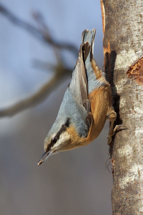 Eurasian Nuthatch (Sitta europaea) &gt;&gt;by Lanfranchi Eliana