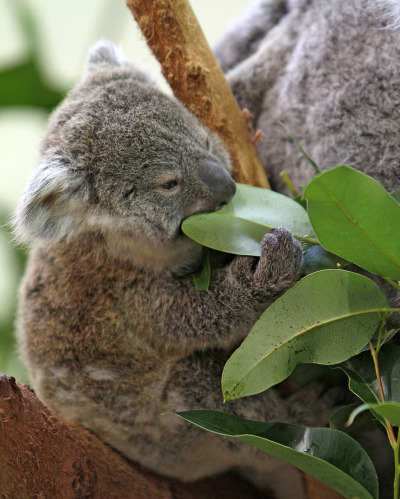 magicalnaturetour:Oliver the Koala Comes out to Play ~ Photo credits Riverbanks Zoo via Zooborns