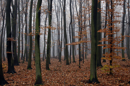 Foggy morning in forest by Robert