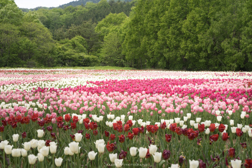 sarasouj:全部チューリップtulips,  tulips, tulips, all tulips!