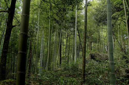 Bamboo Forest by cowyeow on Flickr.