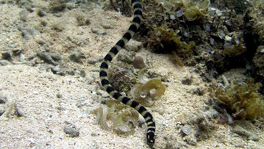 Why sea snakes have such itty-bitty heads
Some sea snakes likely stopped interbreeding with larger-headed cousins as a survival mechanism.