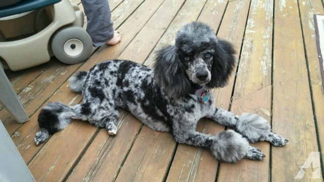 merle poodle akc