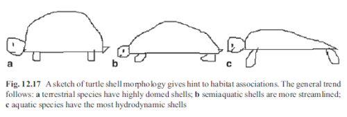 a-dinosaur-a-day:wtf-scientific-papers:From Spangler (2015).On a much lighter noteWhat the heck 