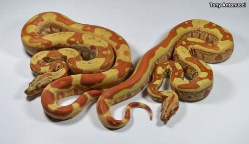 Phenomenal Boa PairFacebook -Take a look at these outstanding T+ jungle IMG sunglow boa constrictors