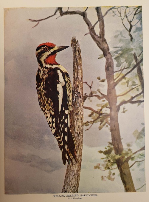 From: Blanchan, Neltje, 1865-1918. Bird neighbors : an introductory acquaintance with one hundred an