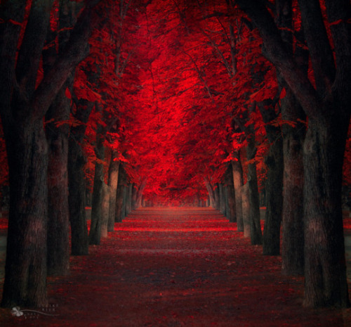 Porn Pics drxgonfly:  Red Forest (by  Ildiko Neer)