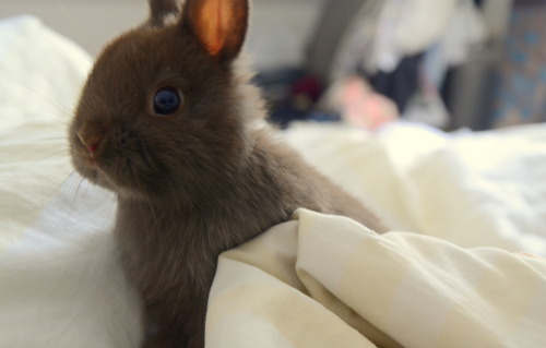 sokeeponmarching:  Cookie is just chillin on my bed.  He’s 11 weeks old now :). 