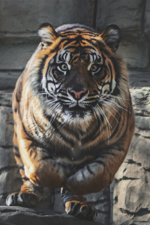 Porn photo visualechoess:   Bengal Tiger by   sbhat3