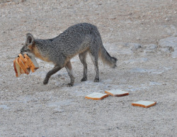 fivepipsandflowers:This is me and my relationship with bread.