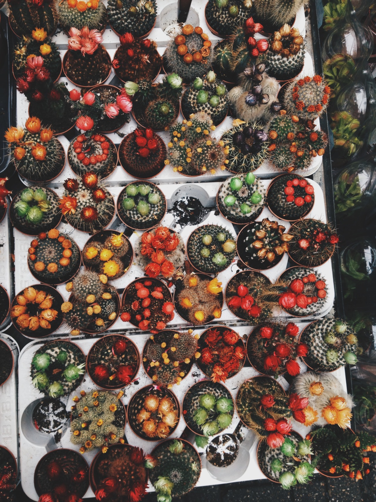 laia-xixons:  Amsterdam Cacti - shot by Laia Xixons 