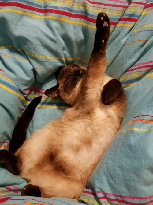 holybikinisbatman:unflatteringcatselfies:Reggie is a special boyreggie is indeed a special boy, and 