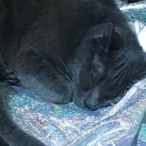 infiniteloup:She fell asleep on a pile of holographic fabric and looks like some sort of celestial b
