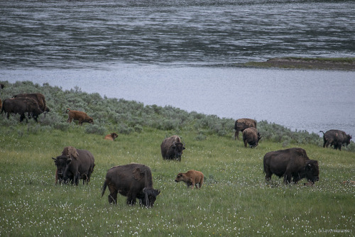 riverwindphotography:American Bison and their new young graze together in Hayden Valley, Yellowstone