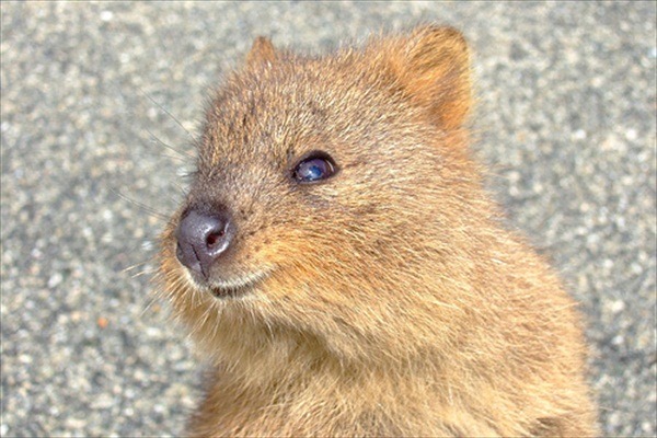 the-absolute-funniest-posts:  dear-moleskine: Meet the Quokka, the cutest little