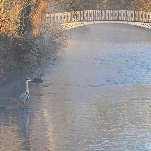 Morning walk: frost, mist and bonus heron. ___________ #morningwalk #london #londonparks #nationalt