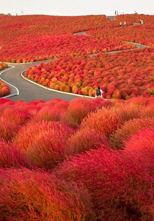 glamoramamama75:thekimonogallery:Autumn in Hitachi Seaside Park, JapanSo Seussian!