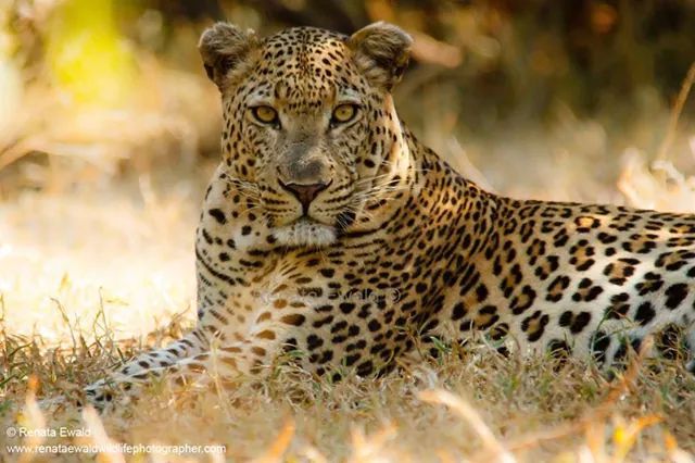 <p>Silence and stealth are trademarks of the Leopard!!</p>
