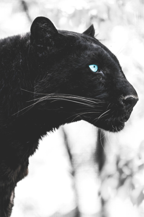 cknd:  Black Leopard | more