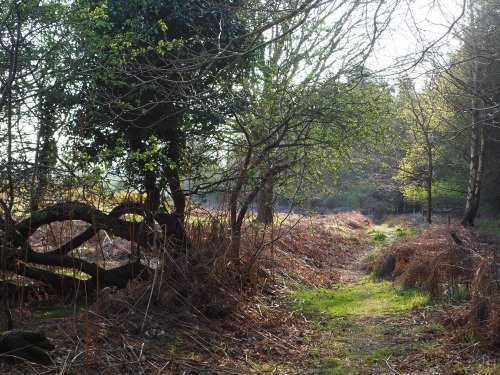 Bintree Woods, Norfolk15th April 2022