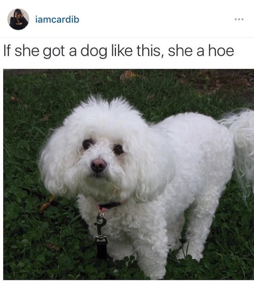 judithbuttplug: thottness: cumnog: my grandma has a dog like this…. Ya grandma a hoe @997 fir