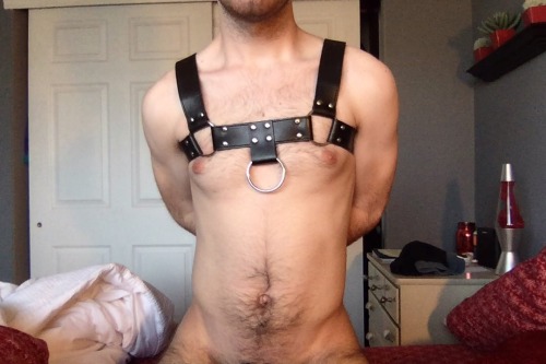 lxtixs:  my harness came !!