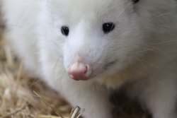 Maximumbuttitude:   This Is Daisy, A White Oppossum By Neva Swensen  Please Feed