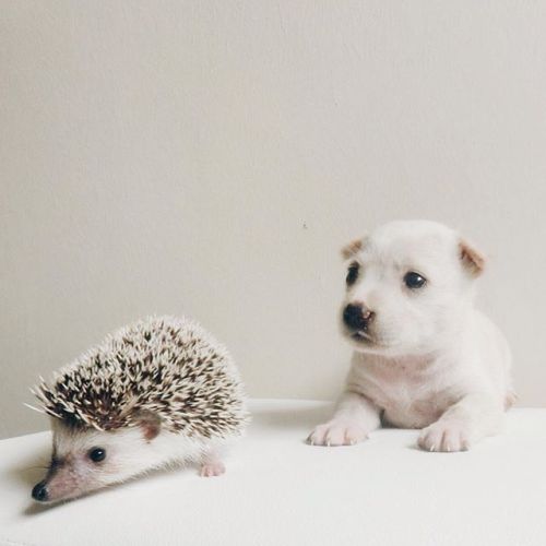 styleandcreate: Hedgehog cuteness via Hogybaby’s Instagram Follow Style and Create at Instagram | Pi