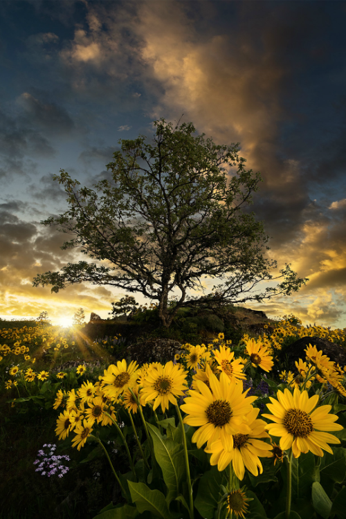 tulipnight: Springing in Oregon by Rick Parchen