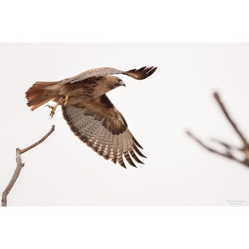 stevengnam:red-tail (Buteo jamaicensis) (at Dixon, Montana)