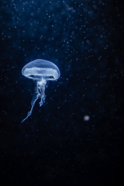 wavemotions:small little jellyfish by mueller