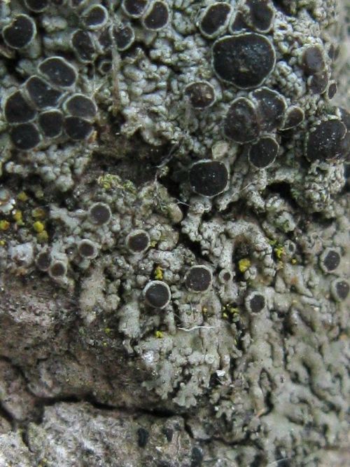 Hyperphyscia syncollaSmooth shadow-crust lichenSometimes, y’all. Lichenology is weird. Like, I am re