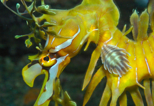 lovingexotics: Leafy Sea DragonPhycodurus equesSource: Here