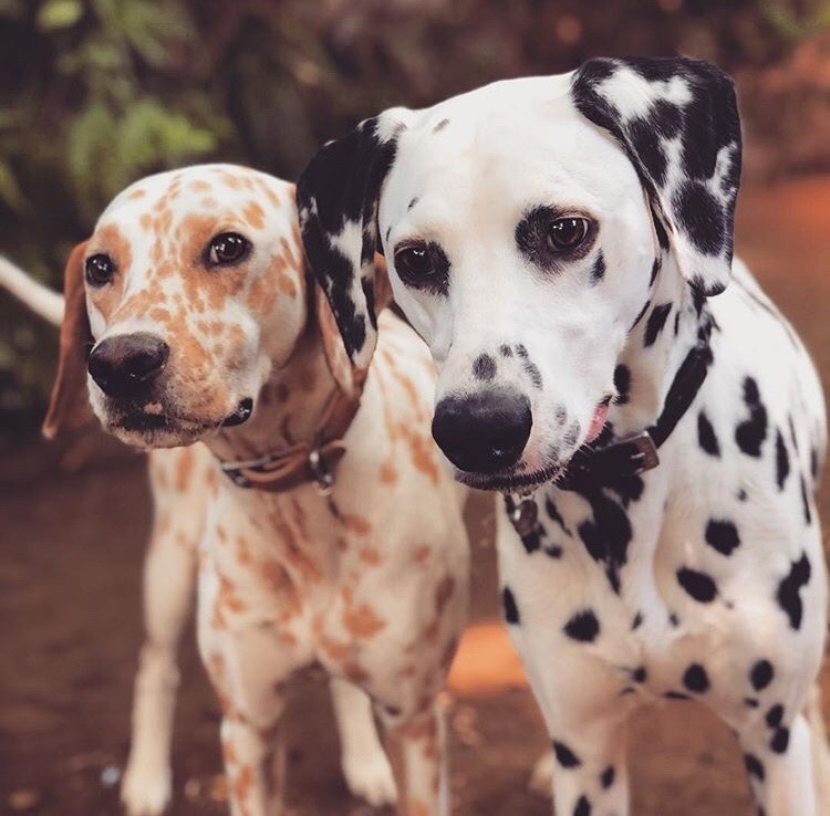 friendly-animals:  (Source)  @slothman-1 and slothgirl6 in Dalmatian form ♥️💖💗💜